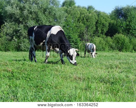 Modern specialized dairy cows Holstein, chornoryaba, red steppe and others have the highest milk production. Grazing cows on polyani- necessary conditions for good milk yield.