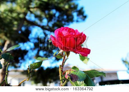 bright red rose grawing in the garden