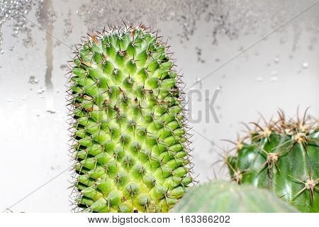 Cactus Mamillaria, close-up view on background with water condensation droplets