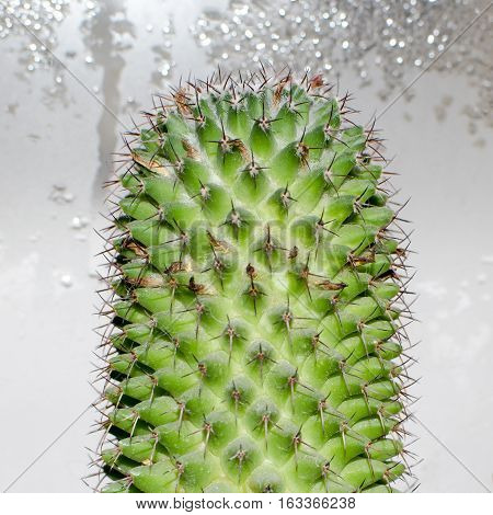 Cactus Mamillaria, close-up view on background with water condensation droplets