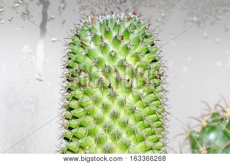 Cactus Mamillaria, close-up view on background with water condensation droplets