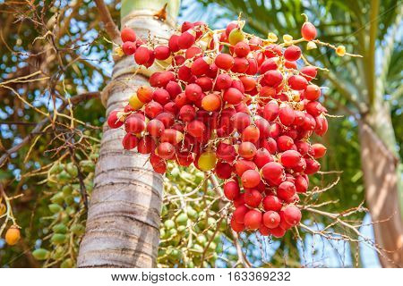 Sealing wax palm, Lipstick palm, Raja palm, Maharajah palm, Cyrtostachys renda ornamental plant in gardens.