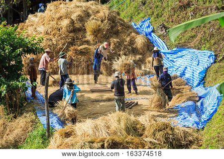 CHIANG MAI THAILAND - 07 NOVEMBER 2016 - Unidentified farmers gather and cooperate to do manual rice threshing at Ban Pa pong Piang Chiang Mai province Thailand.