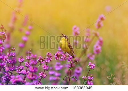 bird the yellow Wagtail sings on a meadow in Sunny summer day