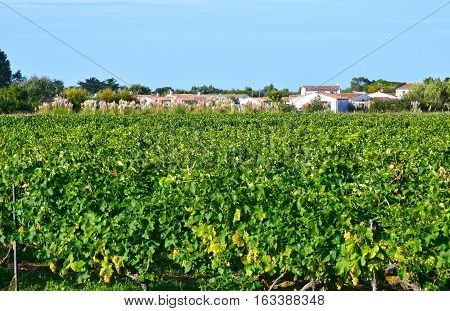 La Couarde sur Mer France - september 26 2016 : vineyard around the village in autumn