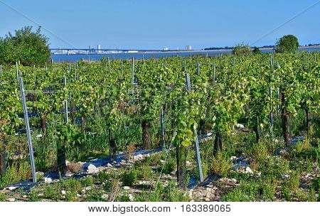 La Flotte France - september 25 2016 : vineyard in autumn