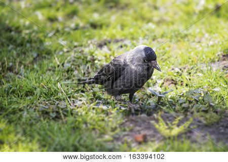 The western jackdaw (Corvus monedula) on the green grass during the first days of spring. Black bird