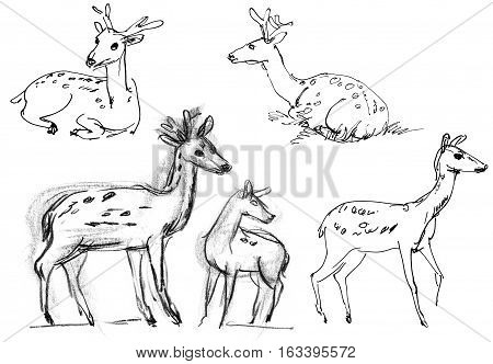 Sika deer. Set. Hand-drawn. Isolated on white background