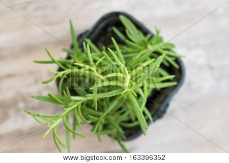 Rosemary growing in the black pot. Closeup. Fresh herbs in the kitchen. Top view