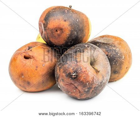 Rotten and moldy apples isolated on white background. Moldy vegetable.