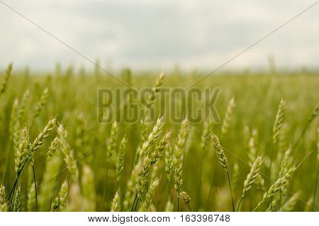 green ears of wheat in a field wheat crop