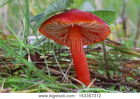 fungi hygrocybe red in the grass wild
