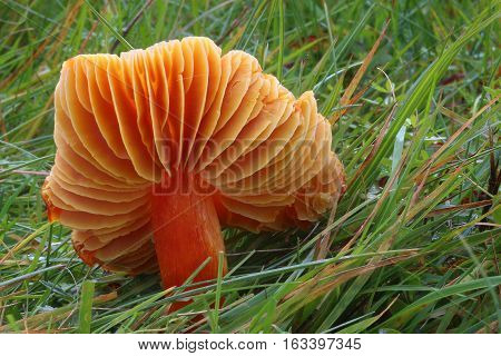 orange hygrocybe fungi in the grass wild mountain