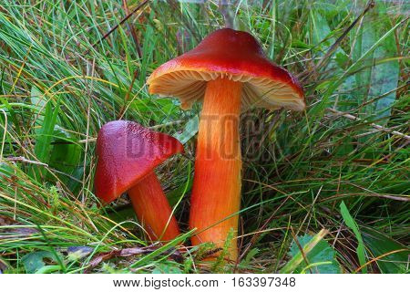 red hygrocybe fungi in the grass nature