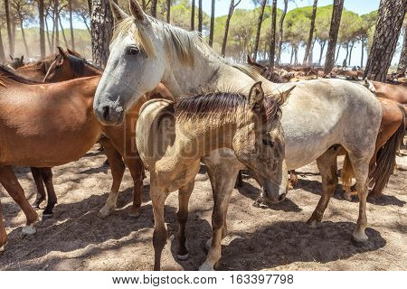 Herd horses at rest in the corral after the baptism. El Rocio Spain