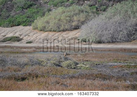 Northern Harrier or Hen Harrier. Seen in Bolsa Chica Ecological Reserve, Huntington Beach California