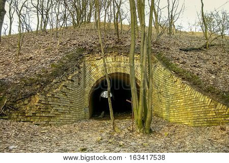 Tunnel in empty Autumn forest with tree