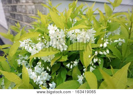 A slender deutzia (Deutzia gracilis) blooming in a garden in Joliet, Illinois, during May.