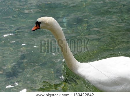 White swan in emerald gentle Lake Geneva