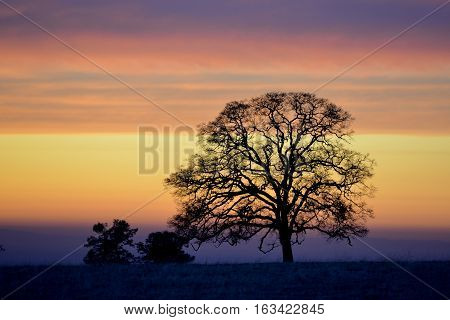 Silhouette of a tall tree with bands of colorful cloud in the background during sunset