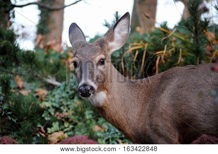 Curious eastern white tailed deer looking at the camera