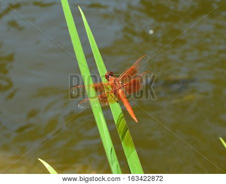 Orange dragonfly resting on green grass in a pond