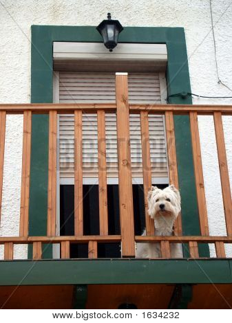 Mascotas en el balcón