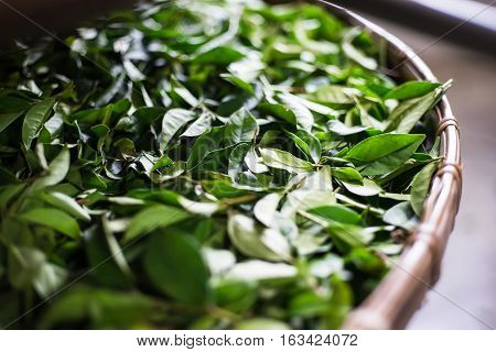 Asia culture concept image - view of fresh organic tea bud & leaves on bamboo basket in Taiwan the process of tea making