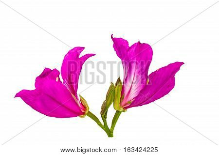 Closed up pink Bauhinia purpurea isolate flower or Butterfly Tree Orchid Tree isolated on white background.Saved with clipping path.