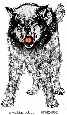Vector Illustration of a very angry ferocious wolf.