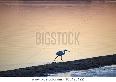 Keeping the sea
Cattle egret and the time of sunset in a lake and Wadi El Rayan