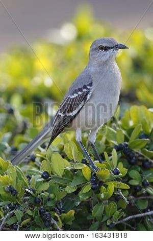 Northern Mockingbird - St. Petersburg, Florida
