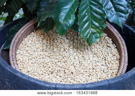 Raw coffee beans in tray, stock photo
