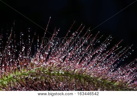 Closeup of water drops on grass flower in sunlight.Isolated on black.