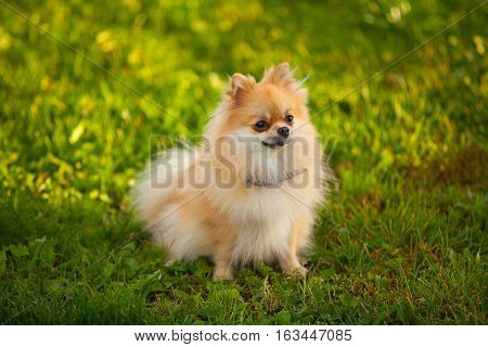 Beautiful Red Dwarf Spitz On Green Lawn