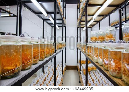 Rummet svamparCordyceps militaris in Glass bottles.Fresh Cordyceps militaris in Glass bottles.