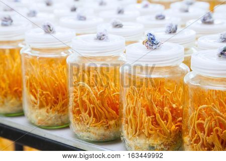 Cordyceps militaris in Glass bottles.Fresh Cordyceps militaris in Glass bottles.
