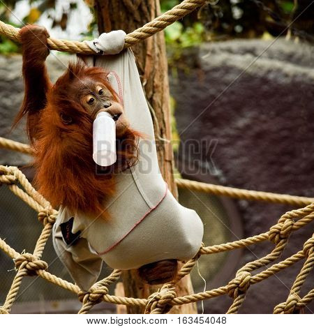 A young orang-utan with glass of milk in zoo