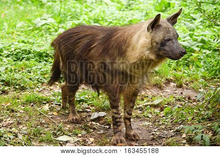 Detail of a  brown hyena in zoo