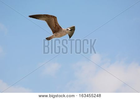 Seagull flying over the shore of the Black Sea