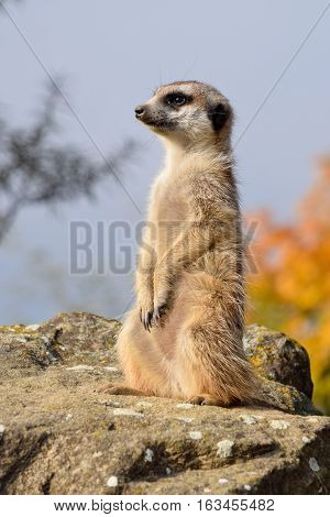 A meerket is watching over in the nature