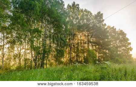 Morning landscape in summer thick fog. dense fog in the morning.  early morning. forest hiding in the fog. fog in the birch forest