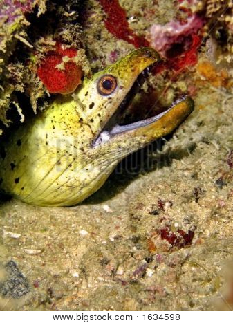 Ritratto di Moray Eel