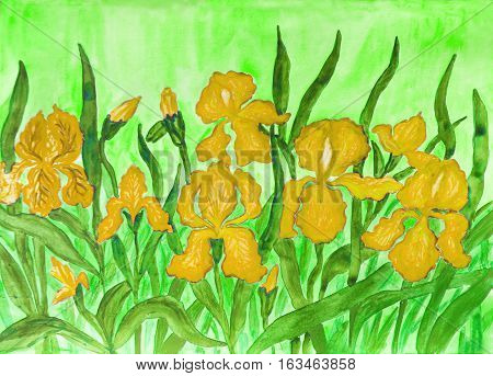 Hand painted picture watercolours flower bed with many yellow irises on greenbackground.