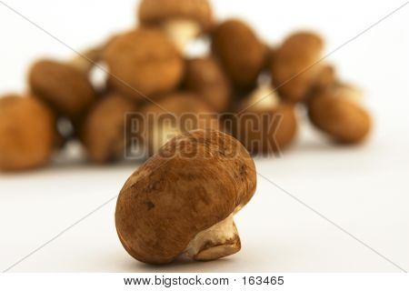 Castagne funghi