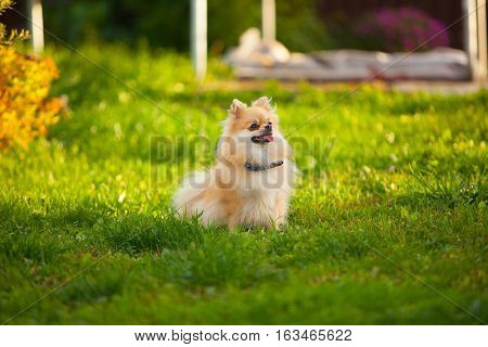 Beautiful Red Dwarf Spitz On Green Lawn