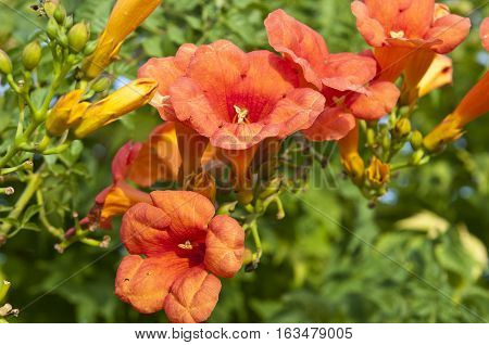 Trumpet creeper (Campsis sp.). It is a genus of flowering plants in the family Bignoniaceae native to Woodland in China and North America. It is a popular garden subject.