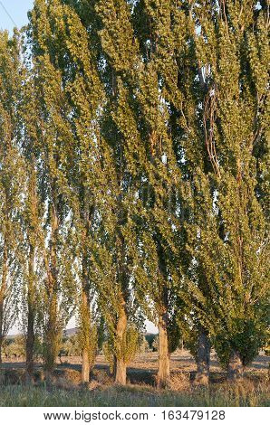 Row of Black poplar in an agricultural landscape in Ciudad Real Province Spain