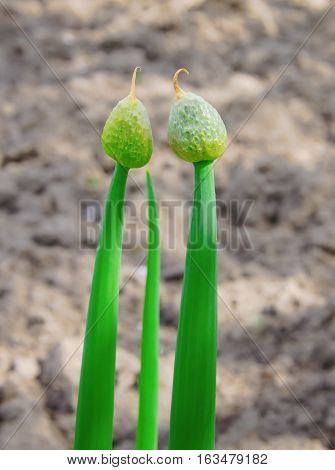 Green onions on a bed in the garden in spring
