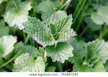 Common nettle on a green background. Plant